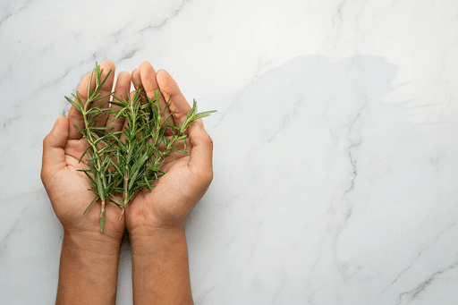 Rosemary Leaves For Hair Growth